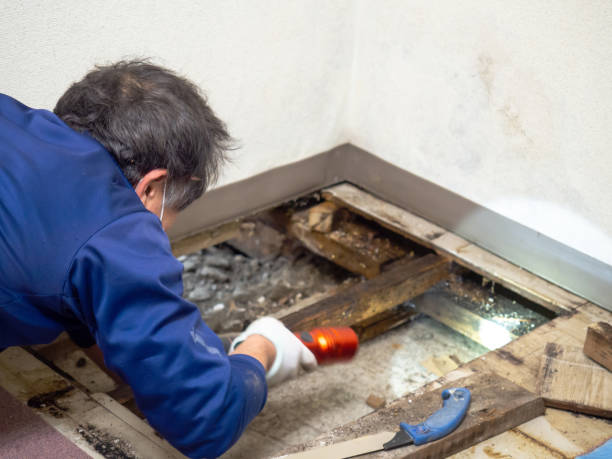 Trusted Hot Springs Village, AR Mold Removal Experts