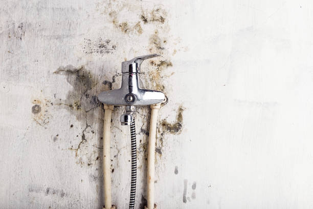 Best Toxic Mold Removal  in Hot Springs Village, AR