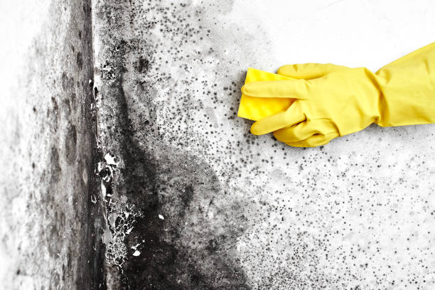 Best Residential Mold Removal  in Hot Springs Village, AR