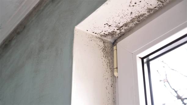 Best Commercial Mold Removal  in Hot Springs Village, AR