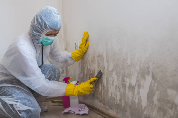 Best Attic Mold Removal  in Hot Springs Village, AR
