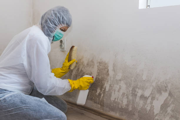 Best Black Mold Removal  in Hot Springs Village, AR
