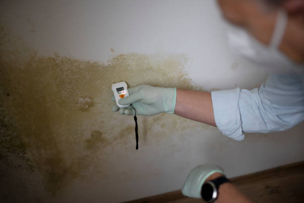 Best Local Mold Removal Service  in Hot Springs Village, AR