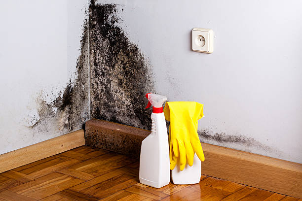 Best Affordable Mold Removal  in Hot Springs Village, AR