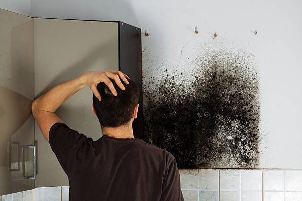 Best Mold Damage Repair  in Hot Springs Village, AR
