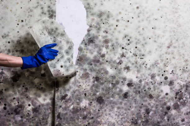 Best Same-Day Mold Removal  in Hot Springs Village, AR