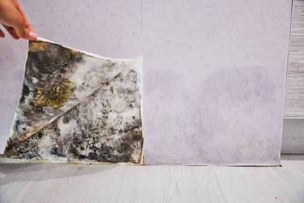 Best Office Mold Removal Services  in Hot Springs Village, AR